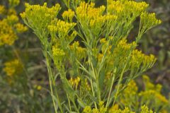 Ohio Goldenrod, Oligoneuron ohioense