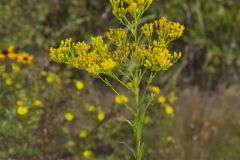 Ohio Goldenrod, Oligoneuron ohioense