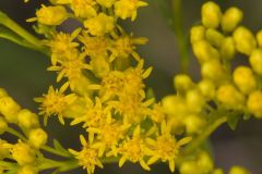 Ohio Goldenrod, Oligoneuron ohioense