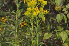 Ohio Goldenrod, Oligoneuron ohioense