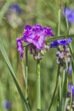 Ohio Spiderwort, Tradescantia ohiensis