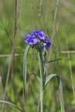 Ohio Spiderwort, Tradescantia ohiensis