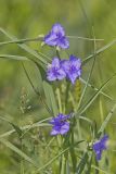 Ohio Spiderwort, Tradescantia ohiensis