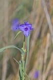 Ohio Spiderwort, Tradescantia ohiensis