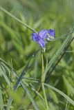 Ohio Spiderwort, Tradescantia ohiensis