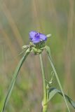 Ohio Spiderwort, Tradescantia ohiensis
