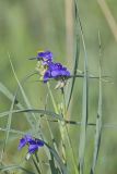 Ohio Spiderwort, Tradescantia ohiensis