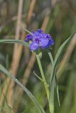 Ohio Spiderwort, Tradescantia ohiensis