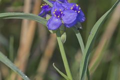 Commelinaceae, Spiderwort Family