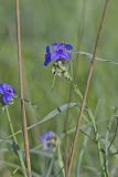 Ohio Spiderwort, Tradescantia ohiensis
