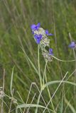 Ohio Spiderwort, Tradescantia ohiensis