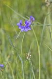 Ohio Spiderwort, Tradescantia ohiensis