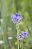 Ohio Spiderwort, Tradescantia ohiensis
