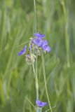 Ohio Spiderwort, Tradescantia ohiensis