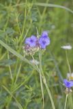 Ohio Spiderwort, Tradescantia ohiensis