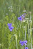 Ohio Spiderwort, Tradescantia ohiensis
