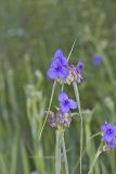 Ohio Spiderwort, Tradescantia ohiensis