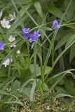 Ohio Spiderwort, Tradescantia ohiensis