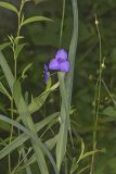 Ohio Spiderwort, Tradescantia ohiensis