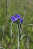 Ohio Spiderwort, Tradescantia ohiensis