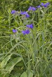 Ohio Spiderwort, Tradescantia ohiensis