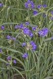 Ohio Spiderwort, Tradescantia ohiensis