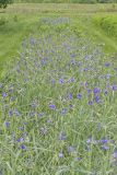 Ohio Spiderwort, Tradescantia ohiensis