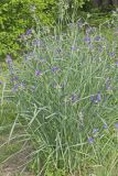 Ohio Spiderwort, Tradescantia ohiensis