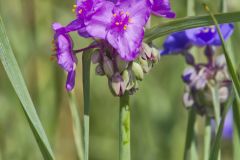 Ohio Spiderwort, Tradescantia ohiensis