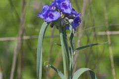 Ohio Spiderwort, Tradescantia ohiensis
