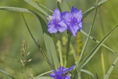 Ohio Spiderwort, Tradescantia ohiensis