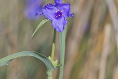 Ohio Spiderwort, Tradescantia ohiensis