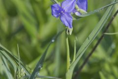 Ohio Spiderwort, Tradescantia ohiensis