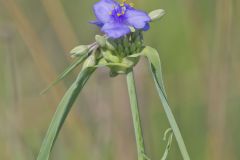 Ohio Spiderwort, Tradescantia ohiensis