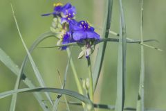 Ohio Spiderwort, Tradescantia ohiensis