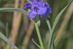Ohio Spiderwort, Tradescantia ohiensis