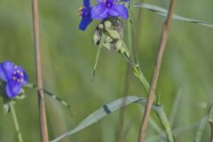 Ohio Spiderwort, Tradescantia ohiensis