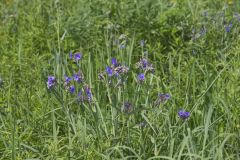 Ohio Spiderwort, Tradescantia ohiensis