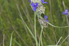 Ohio Spiderwort, Tradescantia ohiensis