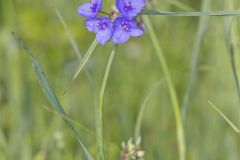 Ohio Spiderwort, Tradescantia ohiensis Ohio Spiderwort, Tradescantia ohiensis