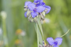 Ohio Spiderwort, Tradescantia ohiensis Ohio Spiderwort, Tradescantia ohiensis