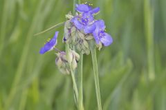 Ohio Spiderwort, Tradescantia ohiensis Ohio Spiderwort, Tradescantia ohiensis