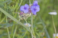 Ohio Spiderwort, Tradescantia ohiensis Ohio Spiderwort, Tradescantia ohiensis