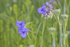 Ohio Spiderwort, Tradescantia ohiensis Ohio Spiderwort, Tradescantia ohiensis