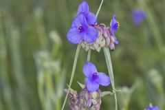Ohio Spiderwort, Tradescantia ohiensis