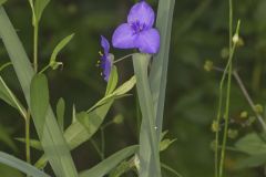 Ohio Spiderwort, Tradescantia ohiensis