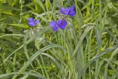 Ohio Spiderwort, Tradescantia ohiensis