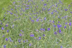 Ohio Spiderwort, Tradescantia ohiensis