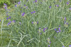 Ohio Spiderwort, Tradescantia ohiensis