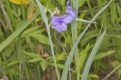 Ohio Spiderwort, Tradescantia ohiensis